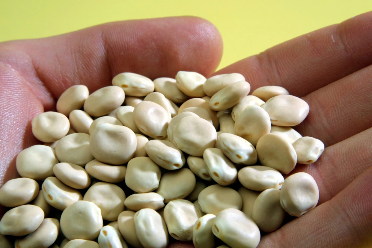 Lupin seed proteins are being used to create low-fat alternative ingredients for use in dairy products and sausages (Photo: Fraunhofer)