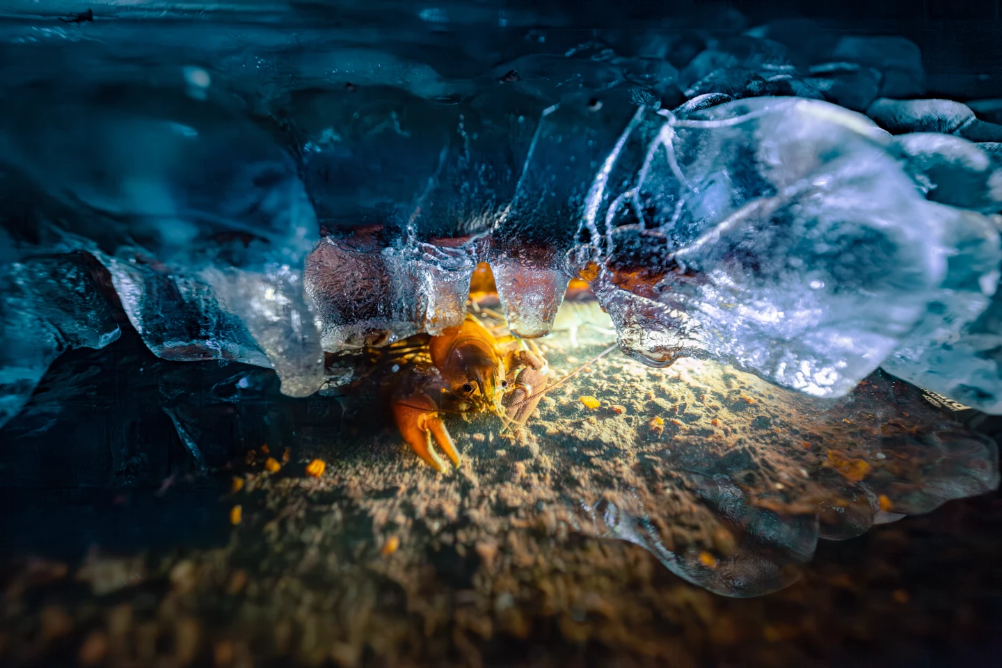 Individuals and Populations student winner – "The Glass Ceiling" by Filip Jarzynski