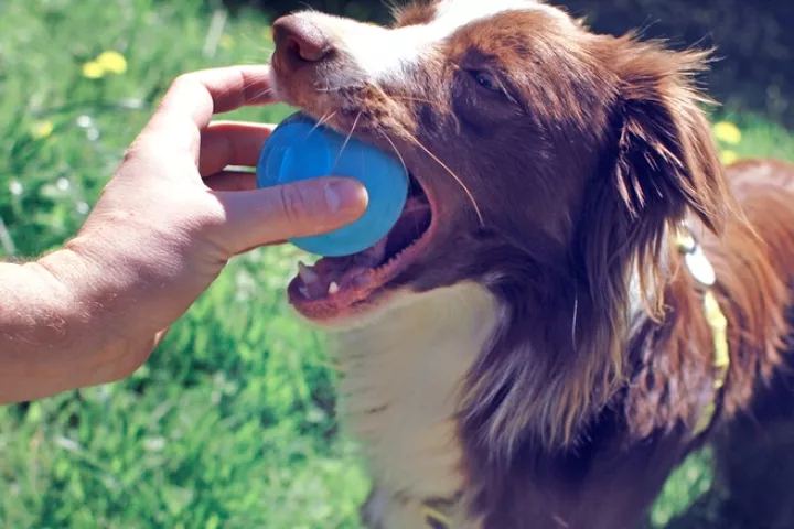 When the ball is tossed, built-in sensors track the ball's motion through the air