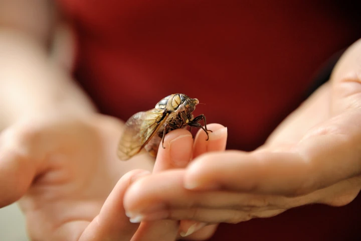 The team says its new knowledge of cicada wings could prove useful in the development of artificial surfaces with de-icing abilities