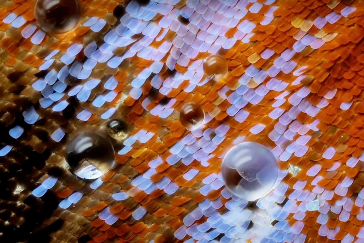 This view of water droplets evaporating from a butterfly's wing won second place in the competit