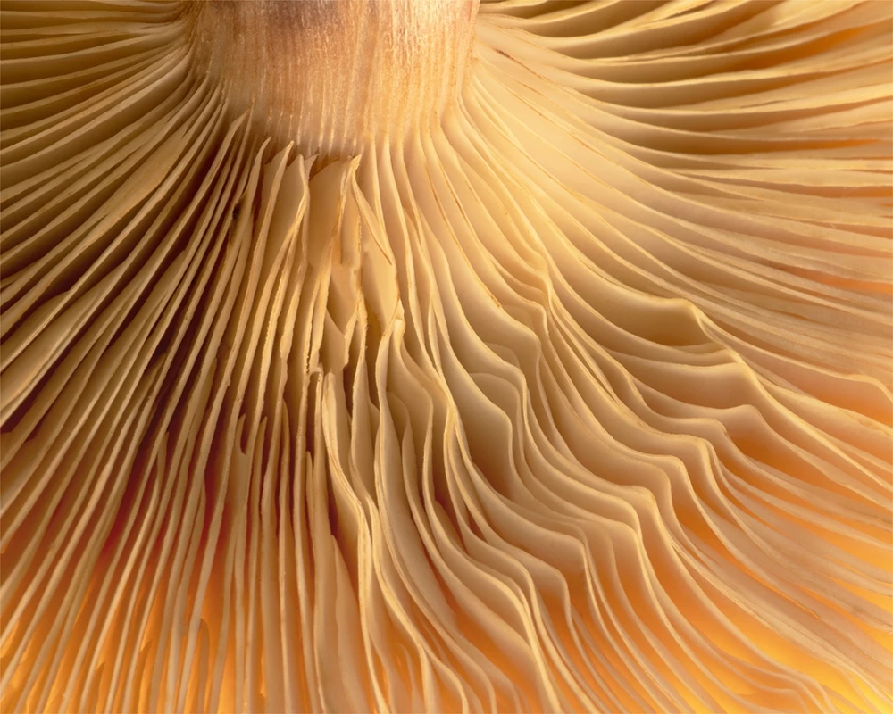 Nominee, Amateur, Nature. A close up on an inverted mushroom cap