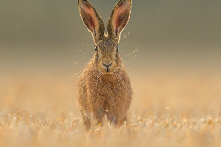 "Sunrise Hare" – Spencer Burrows, Animal Portraits Runner-up. Taken with Nikon Z 9 with Nikon 800mm f/6.3 lens. 800mm; 1/3,200th second; f/6.3; ISO 2,000