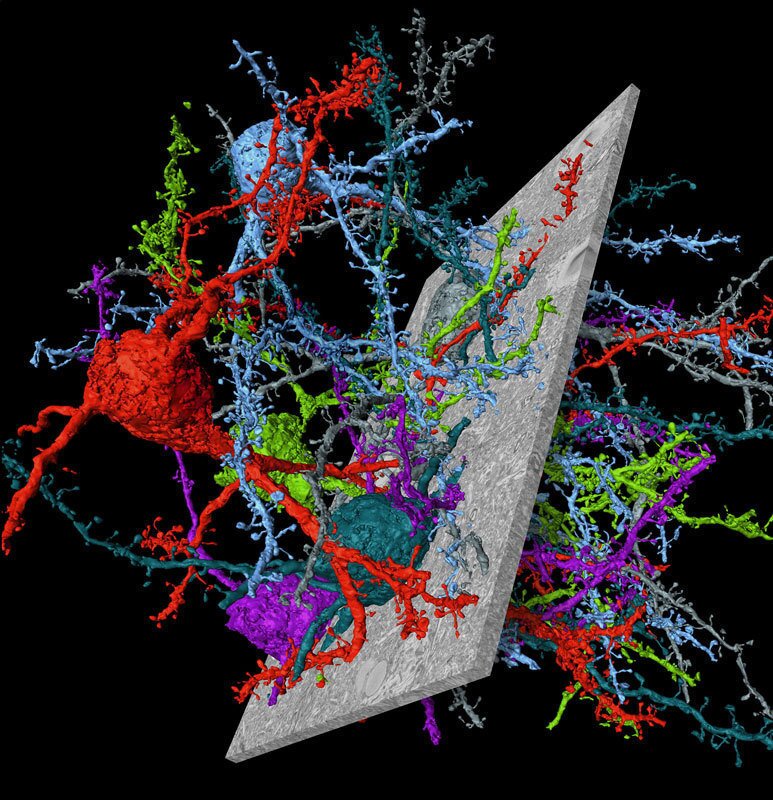 Nerve cells from mouse cerebral cortex reconstructed using the novel connectome analysis software SegEM. Electron microscopic images (gray) from which the nerve cells and their connections were reconstructed are also shown.