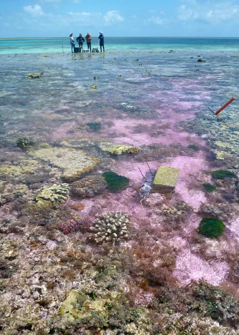 The pink, conditioned seawater solution being pumped onto the reef flat