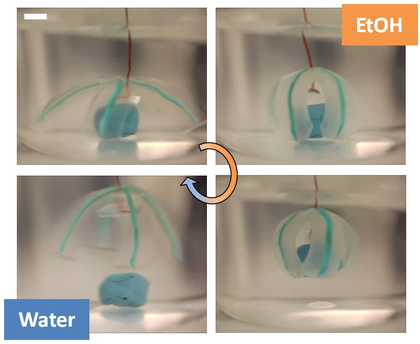 The hydrogel "grabber" can grasp and release objects thanks to the polymer network (Photo: Orlin Velev)