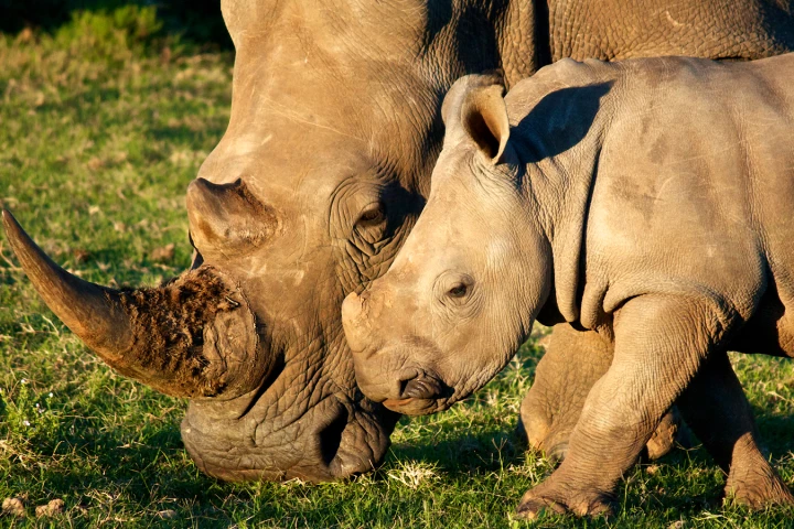 Endangered White Rhinos such as these could soon be getting some protection from an aerial drone (Photo: Shutterstock)