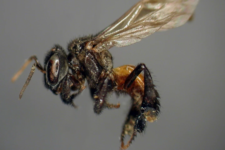 A vulture bee, which has been found to have a microbiome distinctly different from other bees