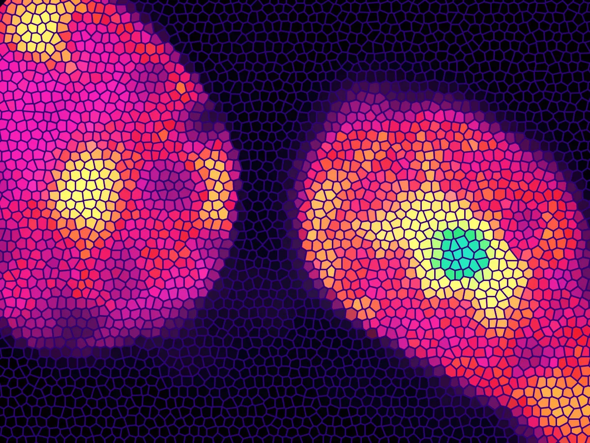 Beige fat cells have been found to be activated into an energy-burning phase by a protein triggered by nicotine