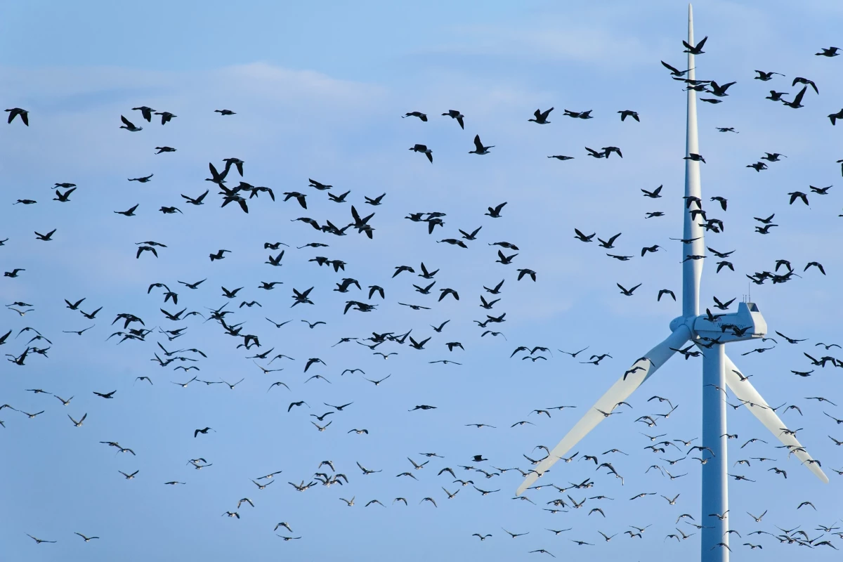 Norwegian researchers say they've found a potential way to cut down the numbers of birds killed by wind turbines