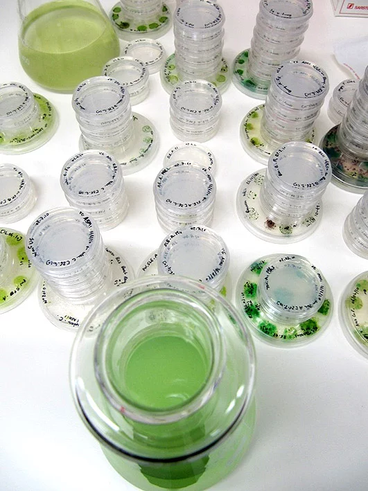 Lab samples of blue-green algae, or cyanobacteria (Photo: SA Water)