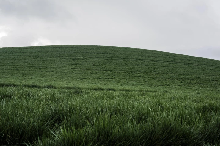 The scientists were able to produce hydrogen using fescue grass with metal-based catalysts and sunlight