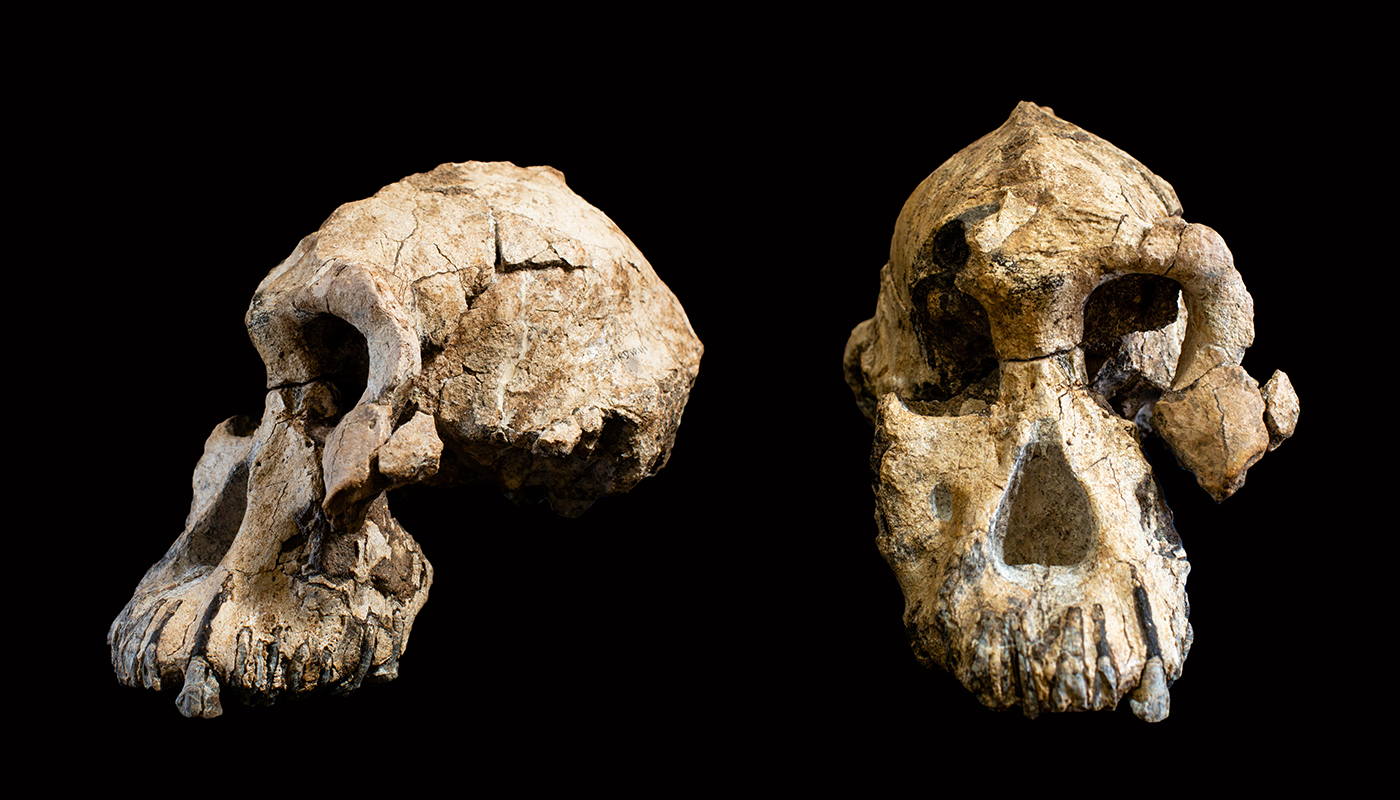 The almost-complete skull of Australopithecus anamensis
