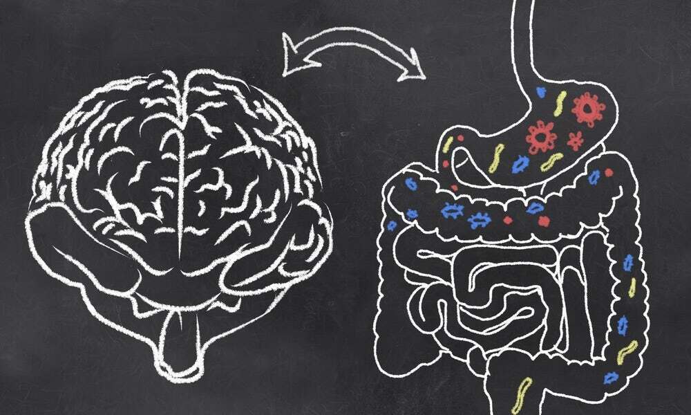 A breakthrough study has revealed an entirely new communication pathway between cells in the gut and the brain