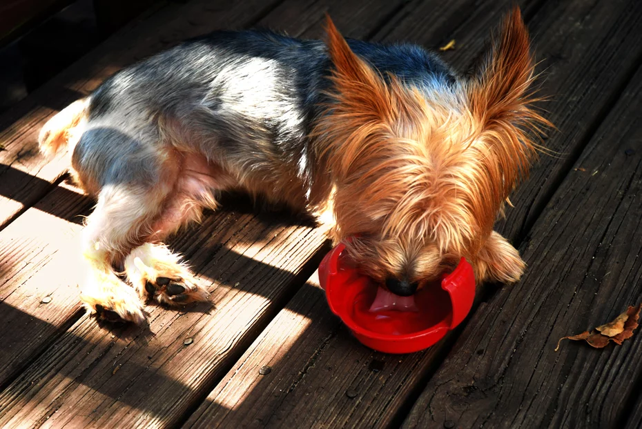 RuffBowl portable dog bowl