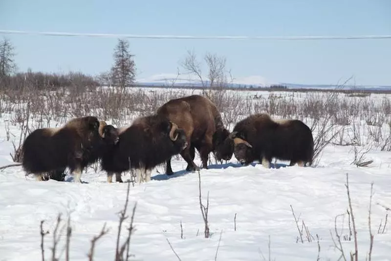 Pleistocene Park's organizers are currently seeking funding via Indiegogo to transport a new herd of bison from Alaska to Siberia