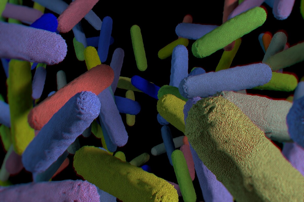 Researchers have found that removing a single gene from a gut bacteria species can have dramatic effects in the host's metabolism