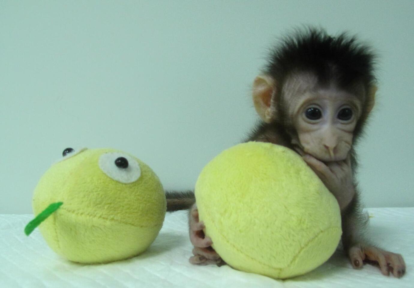 One of the cloned monkeys, named Hua Hua