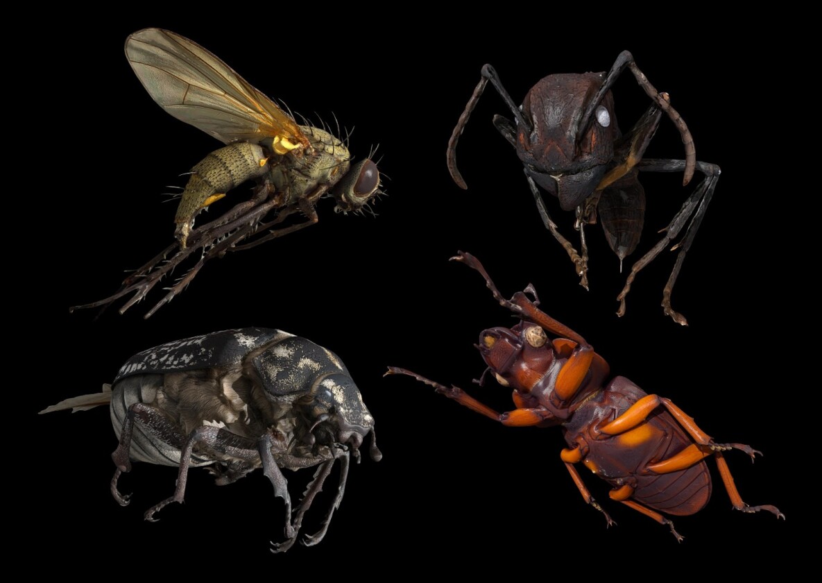 Some of the 3D insect models created by the DISC3D