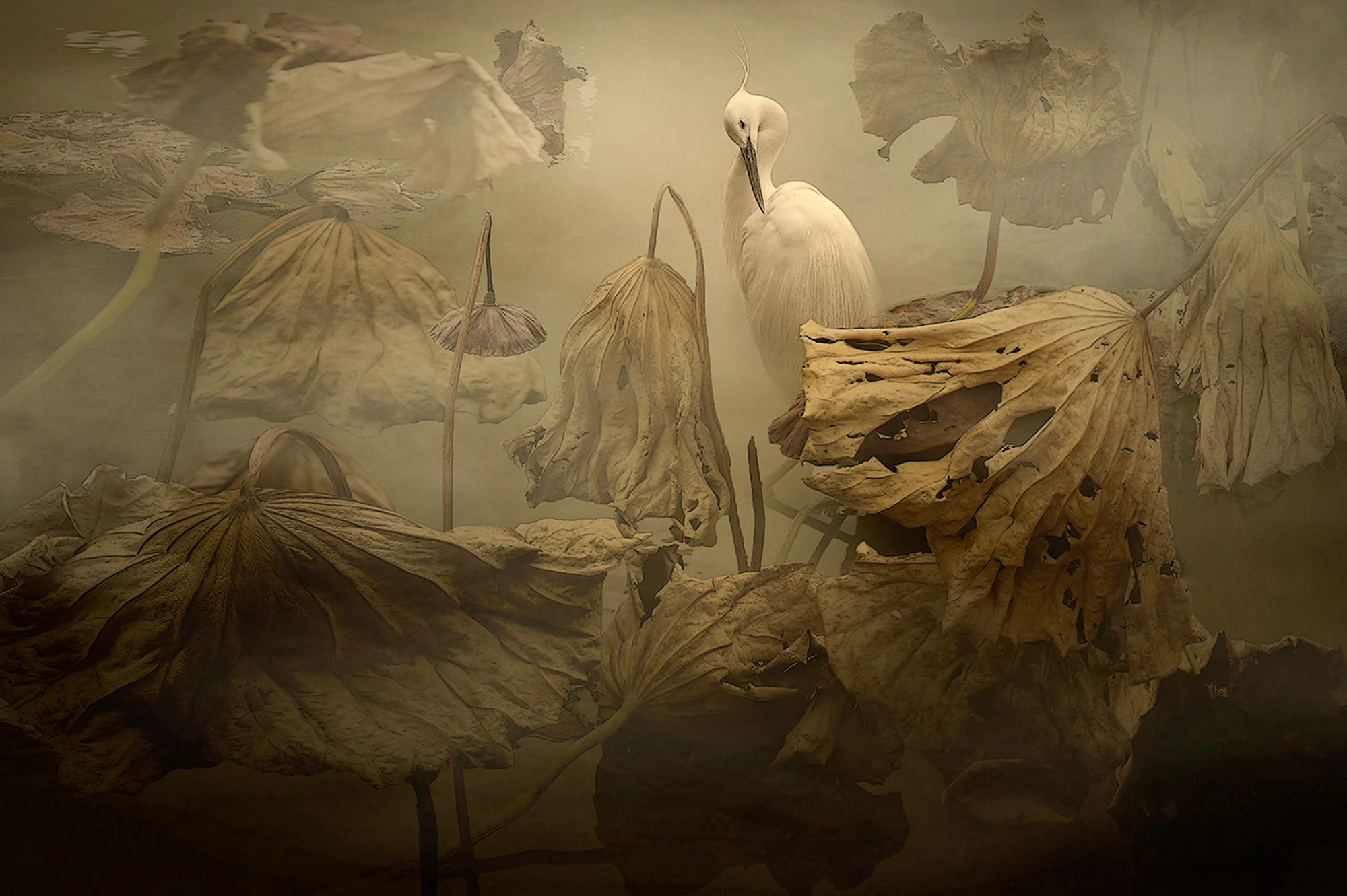 Bronze, Creative Imagery. Make-Up. Little Egret (Egretta garzetta). Deqing, Zhejiang, China