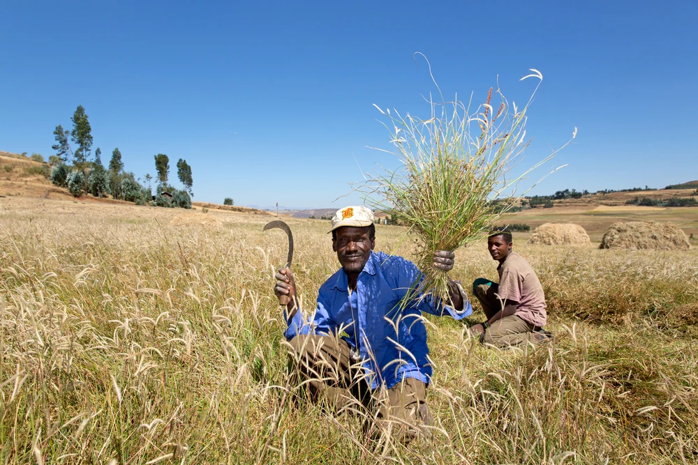 The Ethiopian government has rolled out a new phone service that farmers can call to get information on crops (Photo: Martin Good / Shutterstock.com)