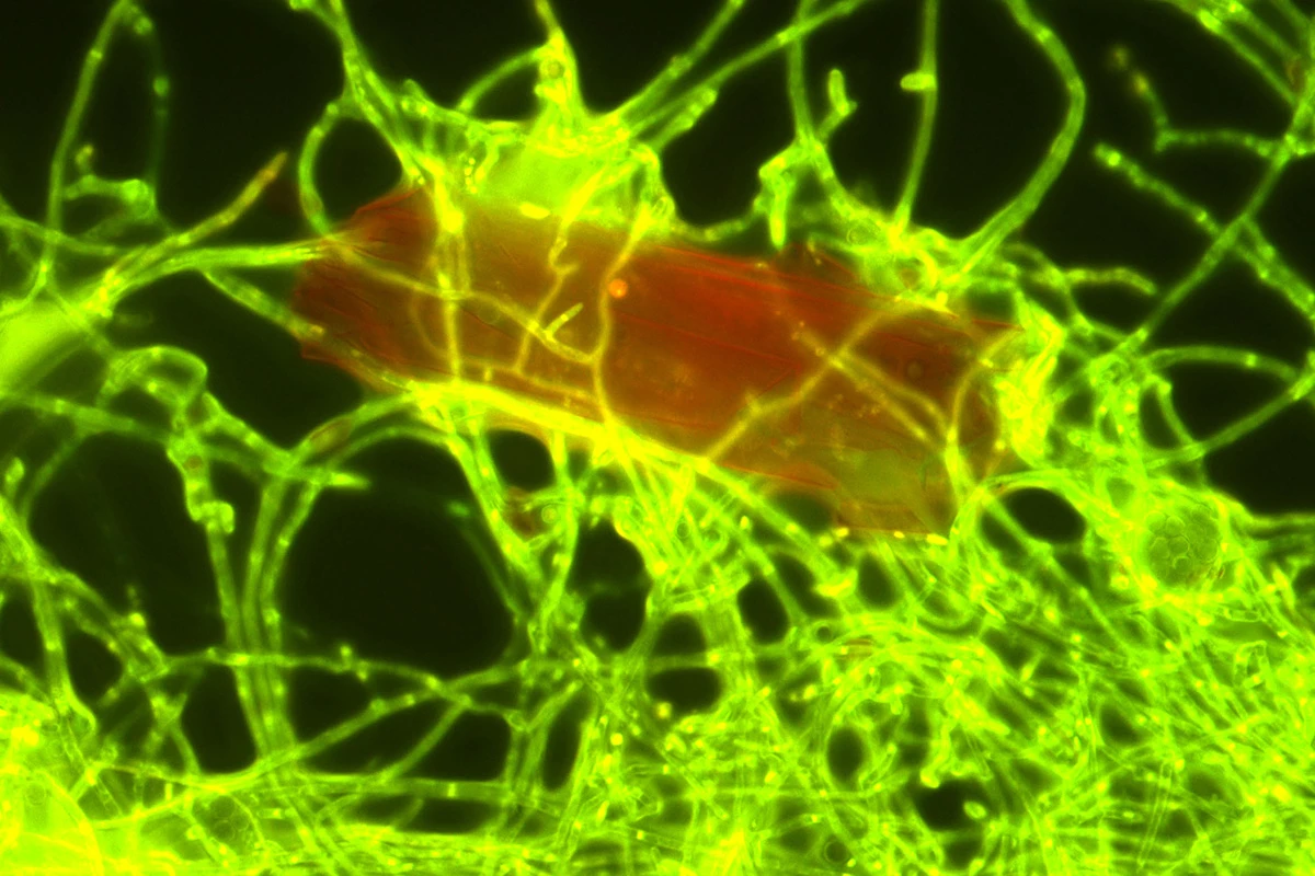 Researchers note that sunlight is essential for the fungus to degrade the plastic waste and use it as an energy source