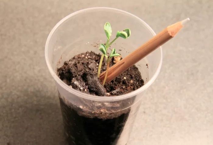 Sprout is the name of a new brand of pencil which comes with a seed in the end – when the pencil has reached the end of its usefulness, the stub can be planted in soil
