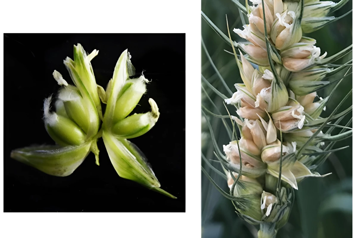 A mutant MOV wheat spikelet (left) and spike (right), the florets of which each produce three grains each instead of the usual one grain