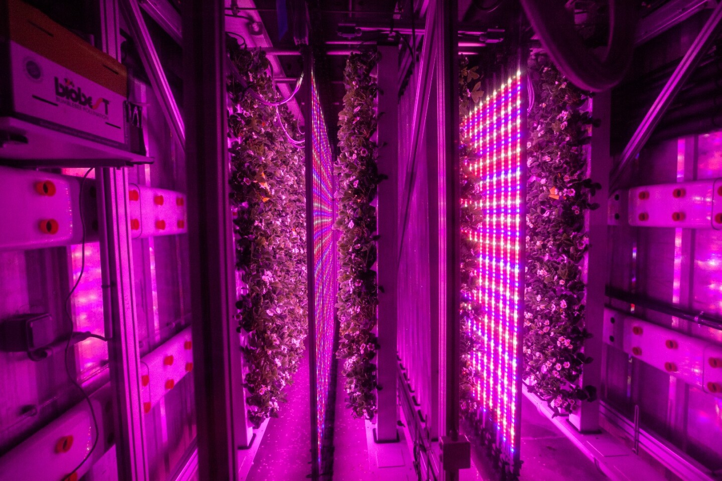Inside Agricool's shipping container at the Dubai Sustainable City, where the startup aims to raise strawberries without pesticides
