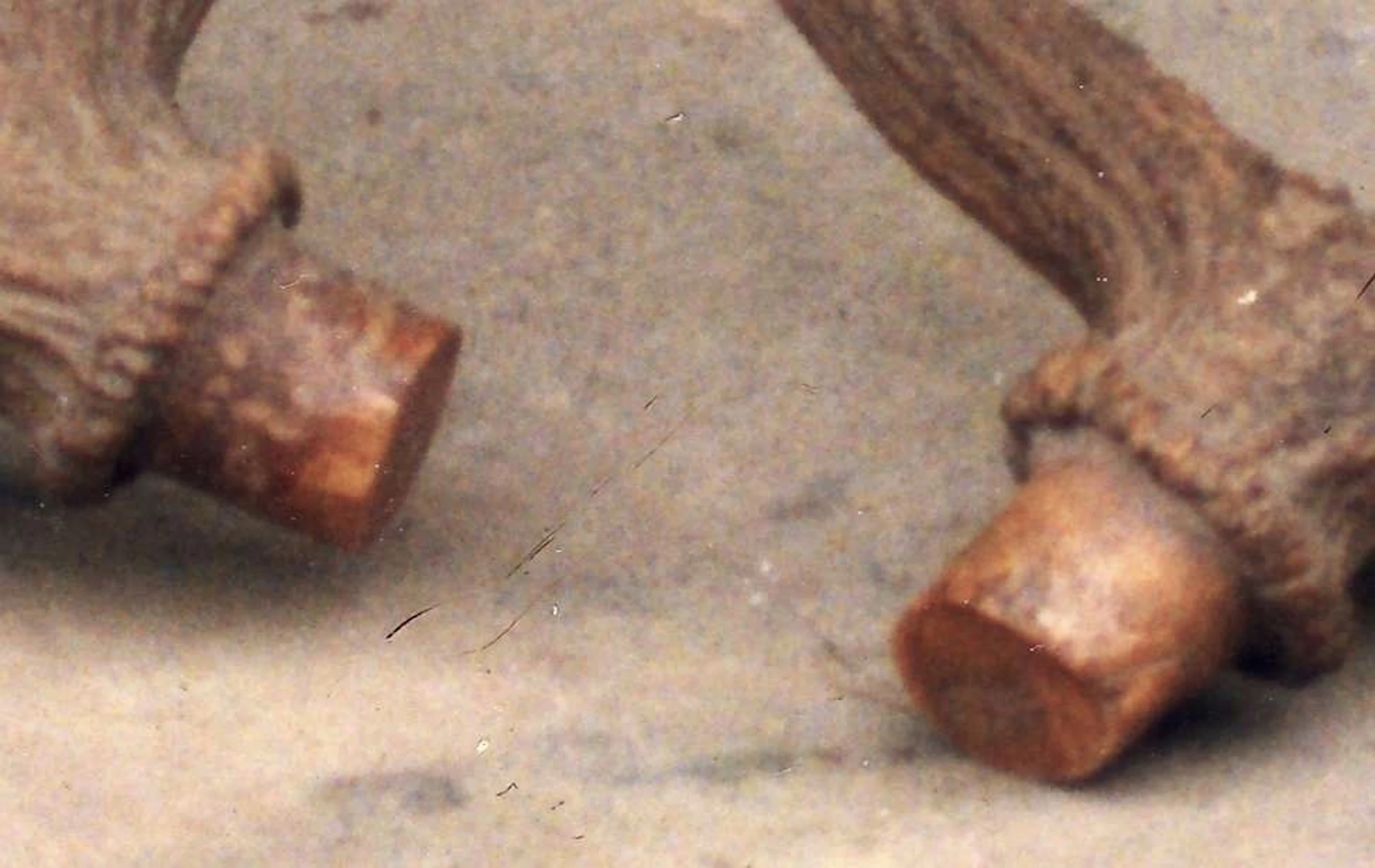 A close up of the Schomburgk’s deer