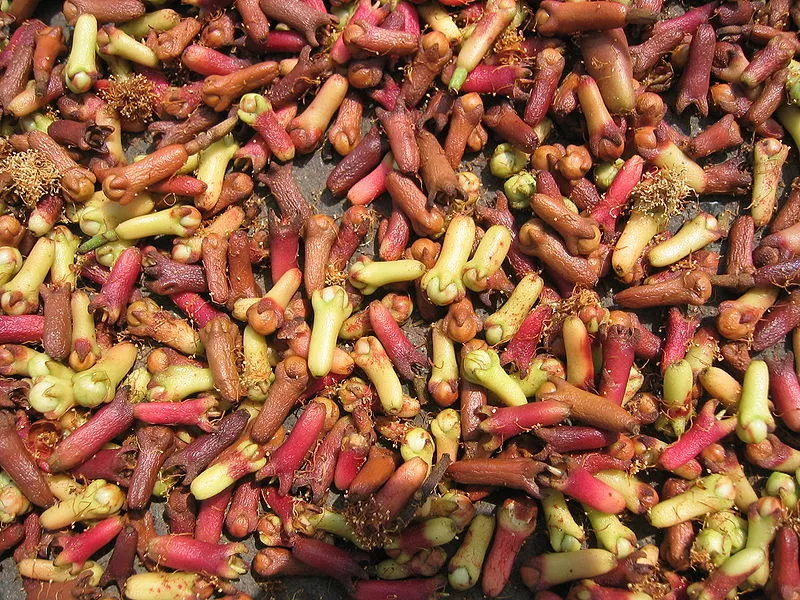 Instituto de Nacional de Pesquisas da Amazônia discovered that clove can help kill mosquito dengue larva