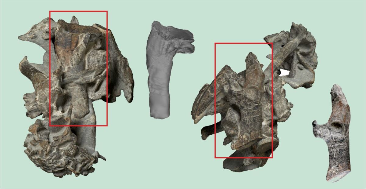 The humerus and a bone from the shoulder girdle (coracoid) Paleocene giant penguin, shown separated from the original bone cluster