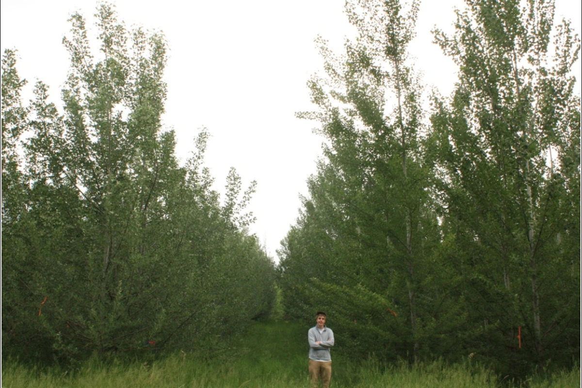 A multi-year study has shown that poplar trees can be genetically-modified to be sterile, meaning the GMOs can't propagate outside of designated farms