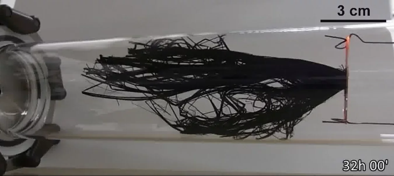 A new method grows forests of carbon nanotubes up to a new record of 14 cm (5.5 in) long