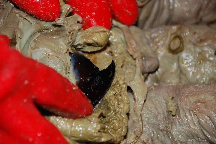 The beak of a giant squid (Photo: NTNU Vitenskapsmuseet)