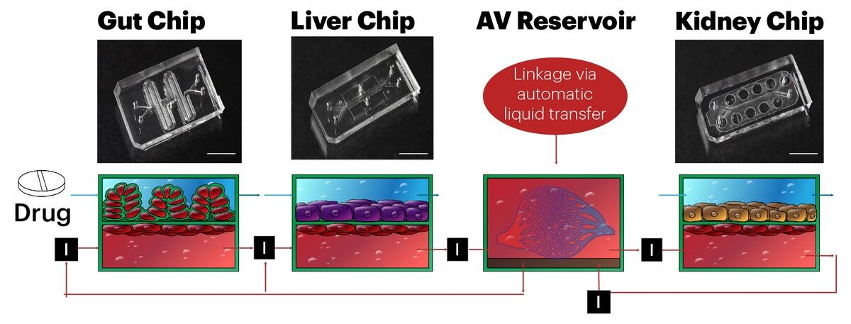 In one experiment, the scientists used the modular Body-on-Chip platform to connect organ chips simulating the gut, the liver and a kidney, and then tested how nicotine traveled through the system
