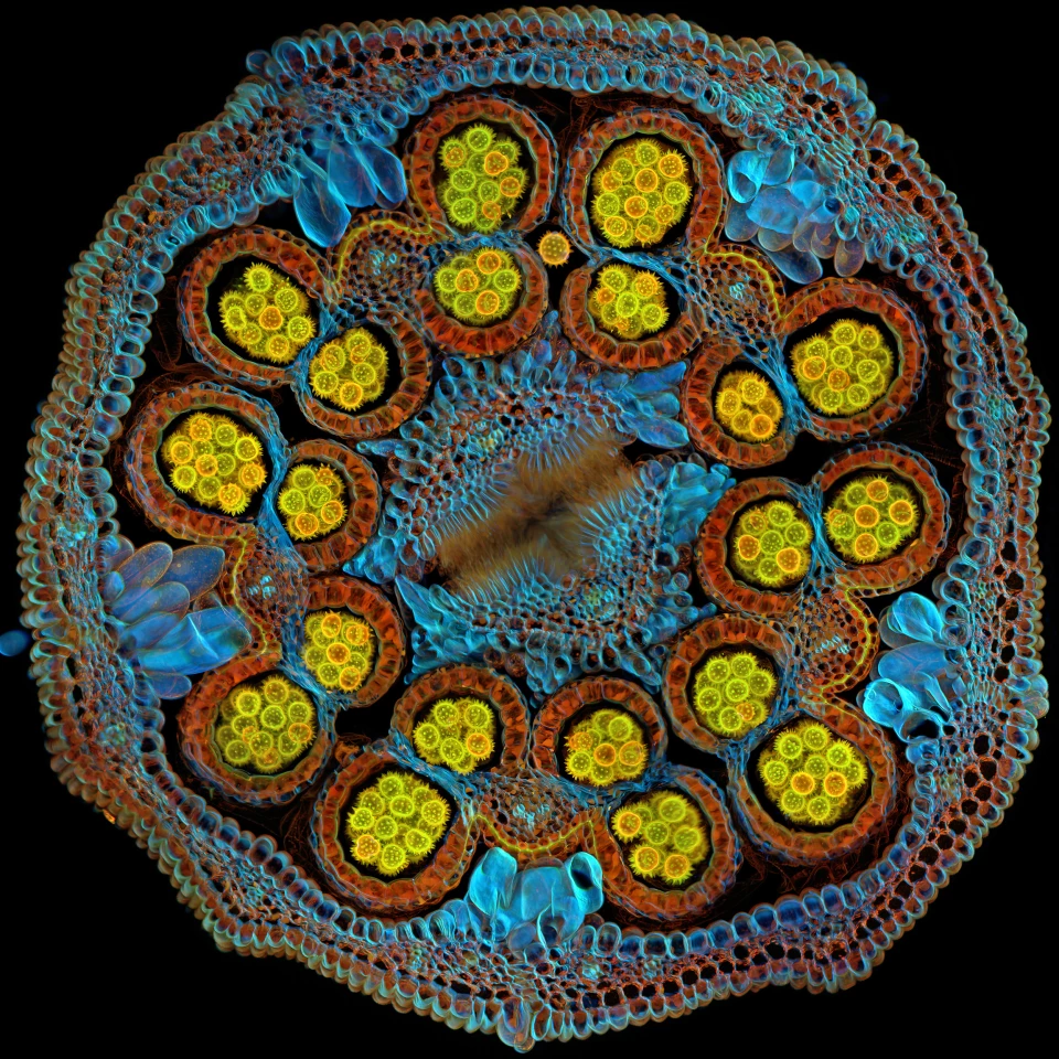 Global Winner: "Beauty of Cosmic Proportions." Cross-section of a Cosmic Orange aster flower with pollen grains maturing inside anthers.