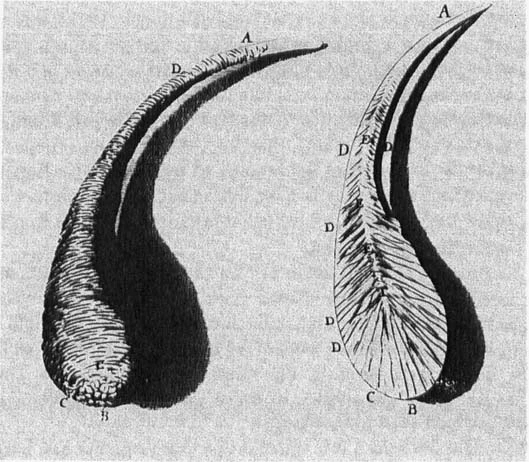 17th century study drawing of a Prince Rupert's drop