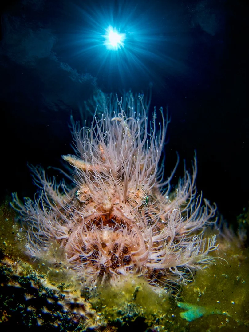 Honorable mention. A hairy frogfish living up to its name