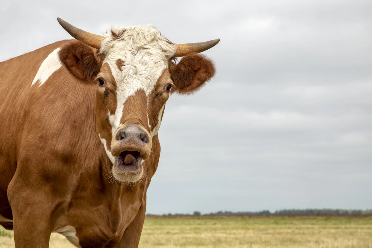 Cows that were fed a modified form of halloysite clay had up to 30% less methane in their burps