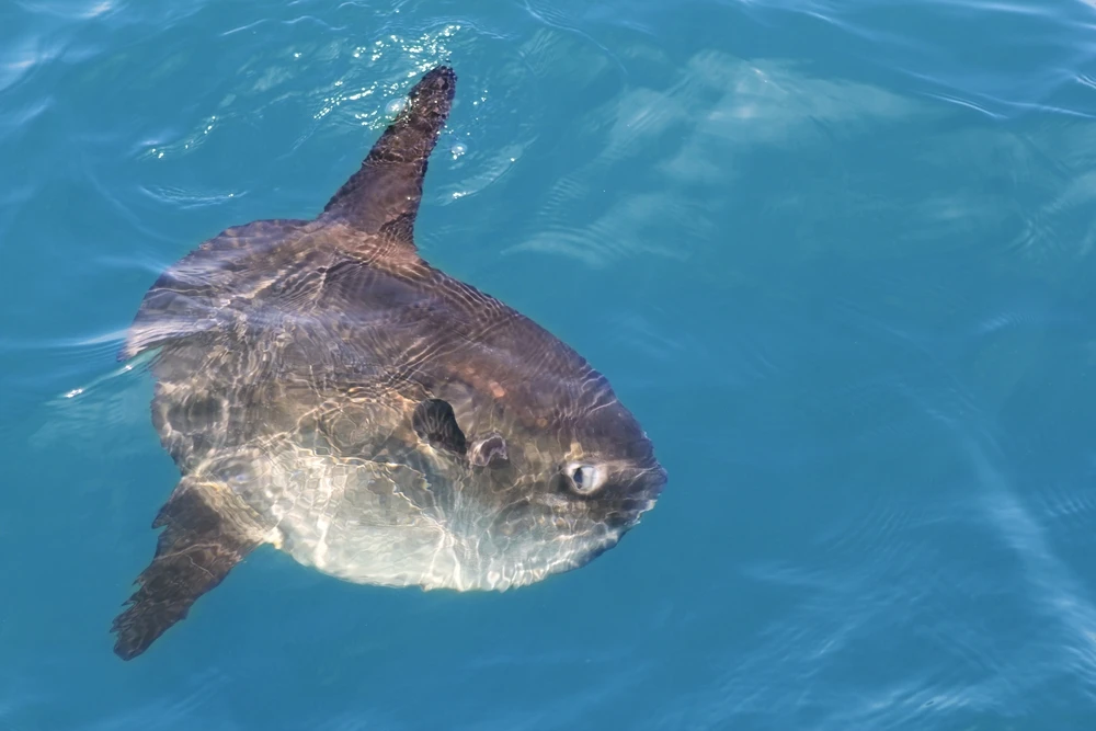 A real-life mola, basking in the sun (Photo: Shutterstock)