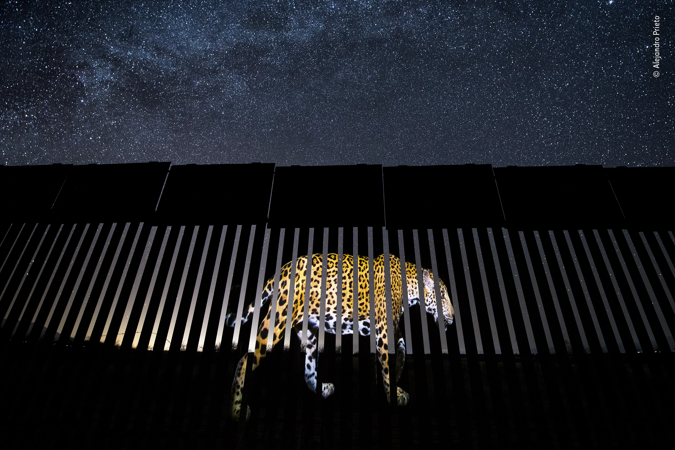 Winner - Wildlife Photojournalism: Single Image. An enormous image of a male jaguar is projected onto a section of the US-Mexico border fence, symbolizing the disruption to animal migration caused the fence