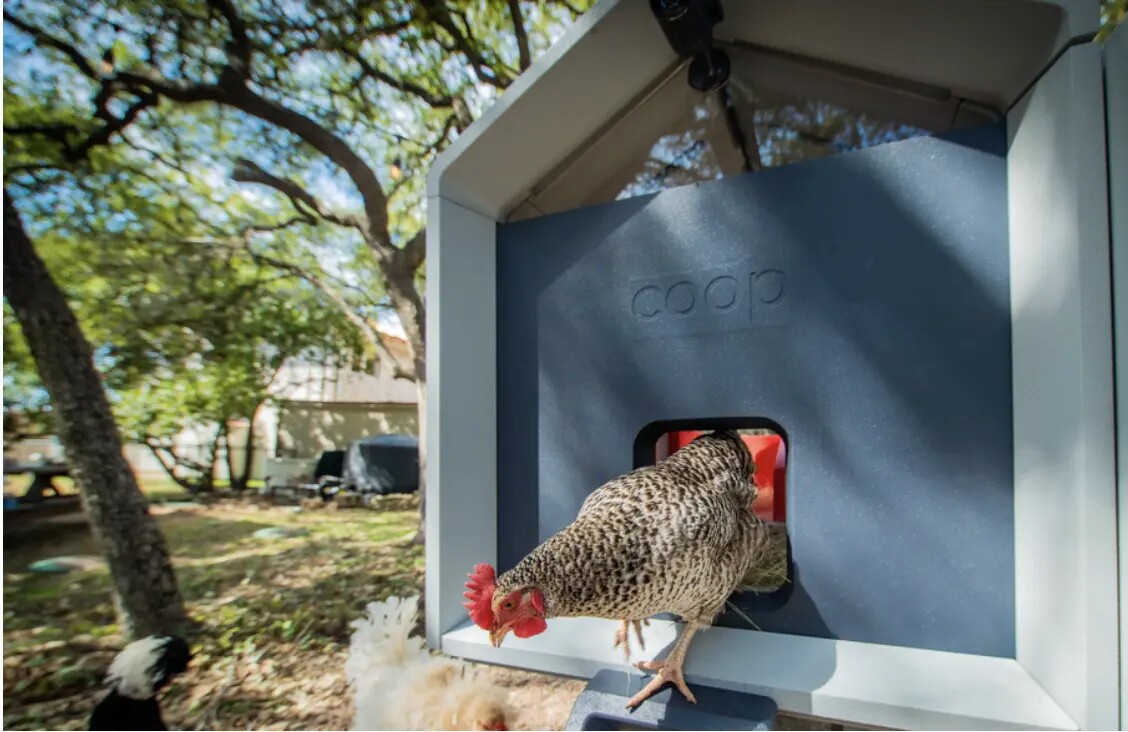 The Coop is designed to house up to six chickens