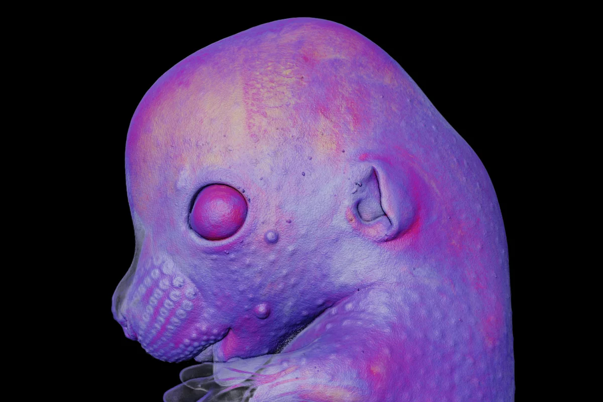 7th place. Mouse embryo