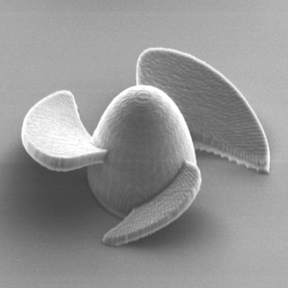 The 20-micrometer-in-diameter robot, viewed under a scanning electron microscope