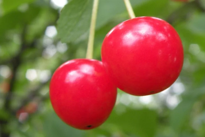 Montmorency is the most common variety of tart cherry grown in the US