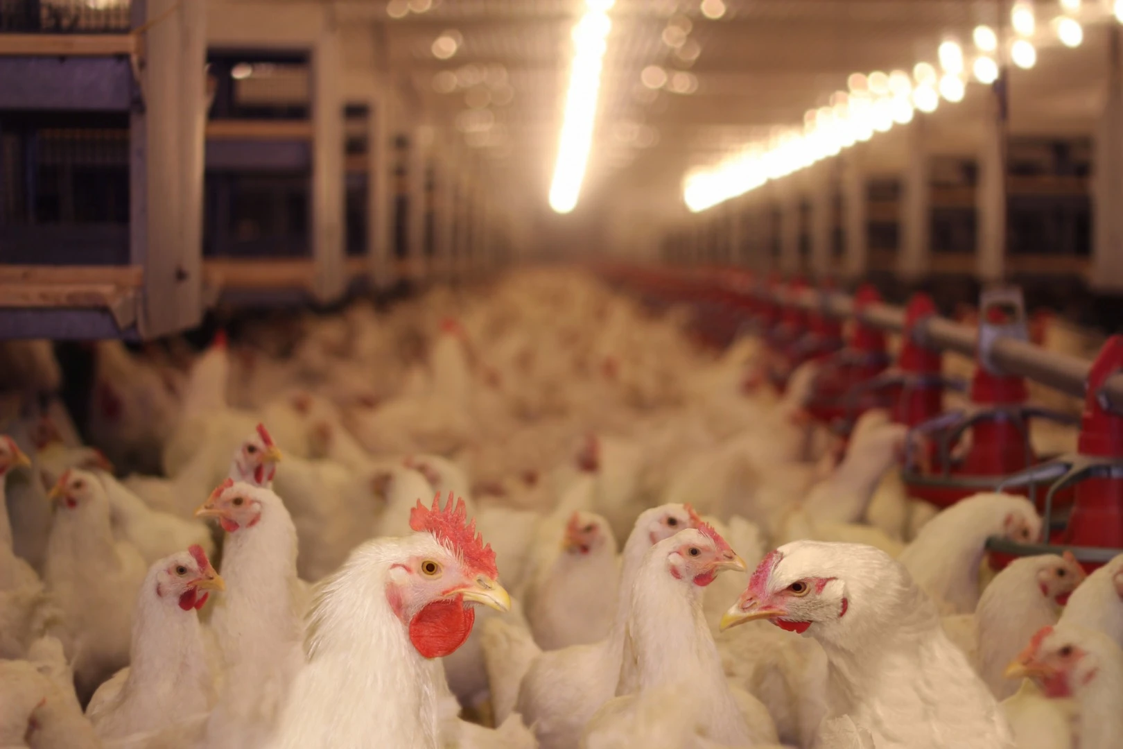 A new study suggests the chicken is the most obvious evidence of the Anthropocene