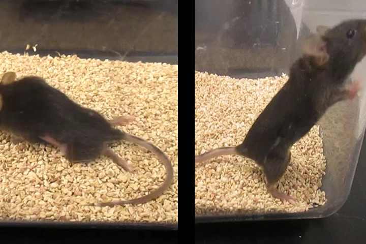 Before receiving treatment, the mouse (left) could only move by dragging its body with its forelimbs – after the treatment (right), it regained nearly full mobility of its limbs and tail