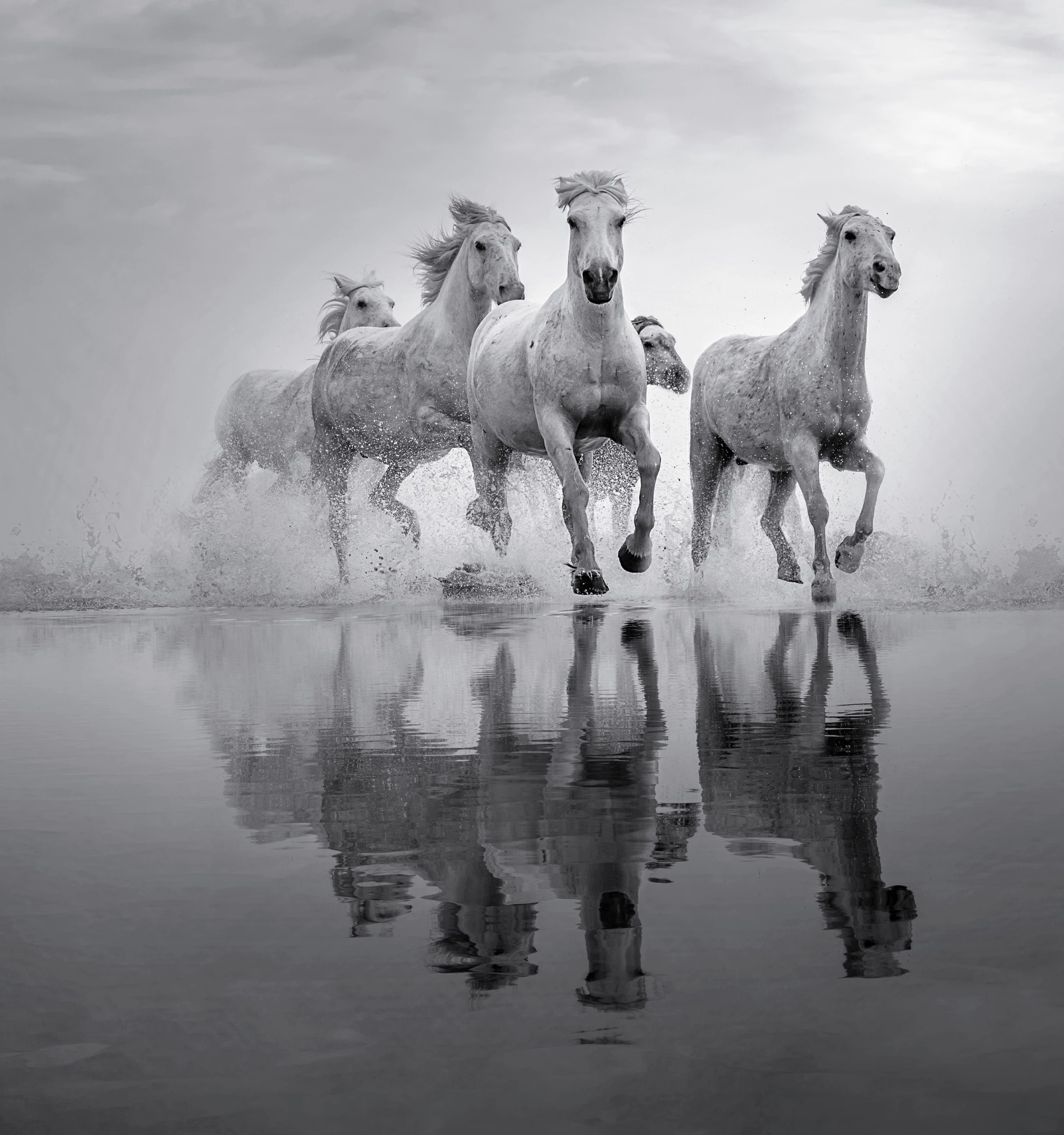 Saltmarsh Gallop