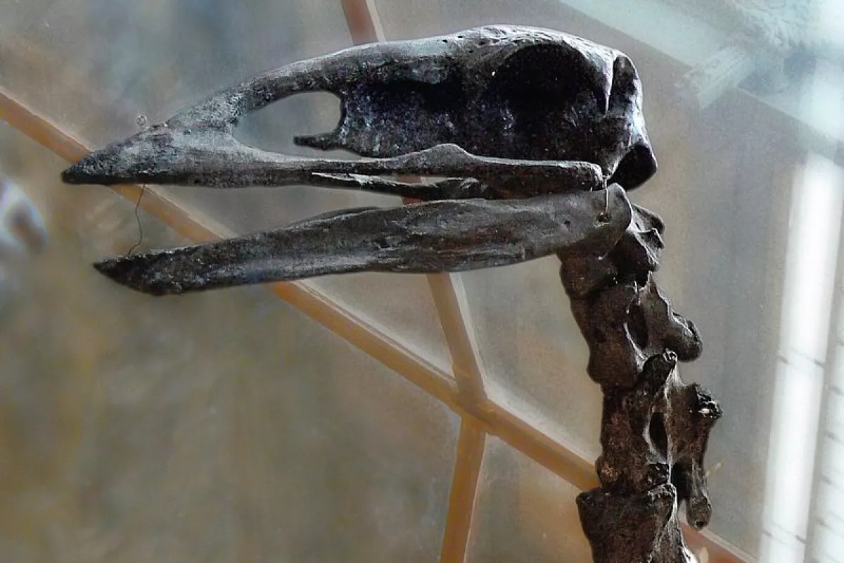 An elephant bird skull, which apparently didn't have much room for an optic lobe